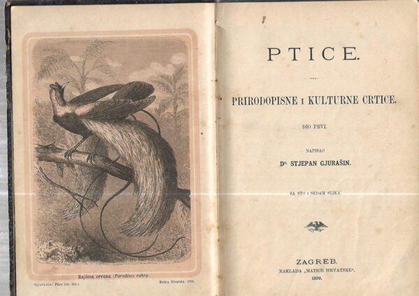 stjepan gjurašin: ptice - prirodopisne i kulturne crtice i